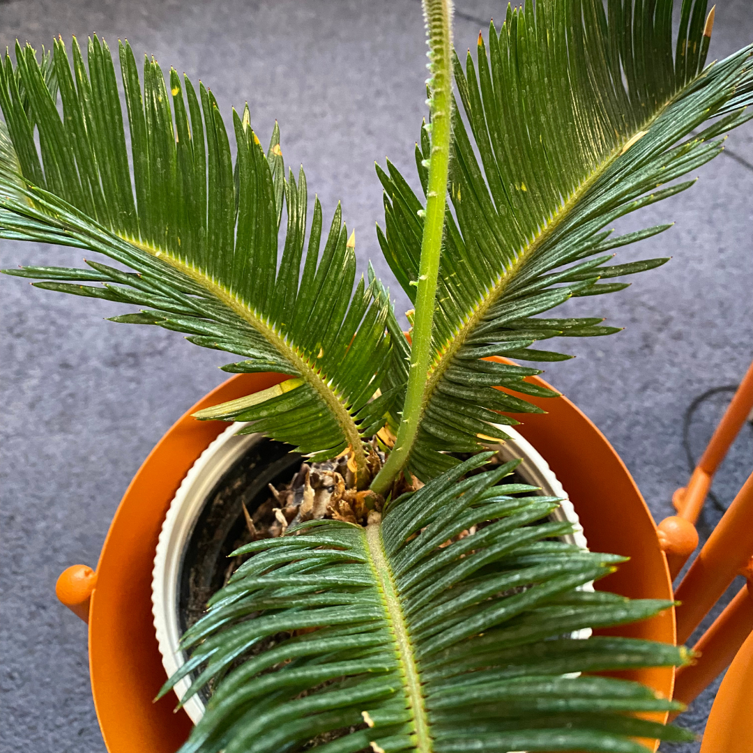 sego palm