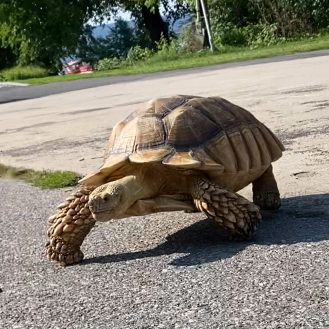 tortois